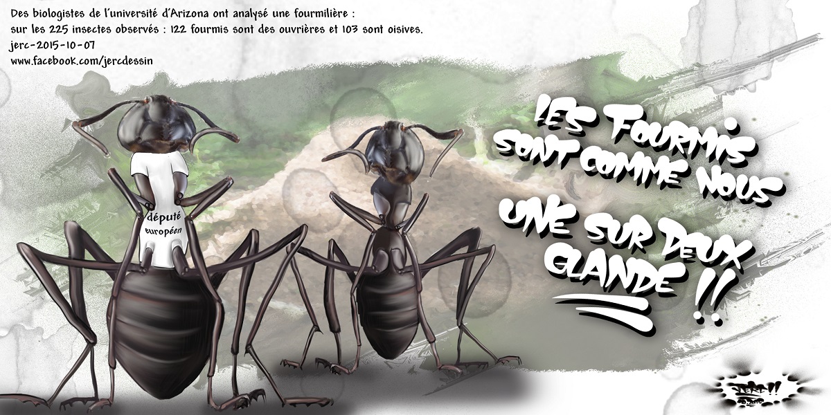 Les fourmis députés européennes sont oisives