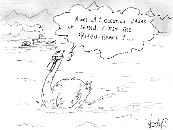 Un cygne sur le Lac Léman