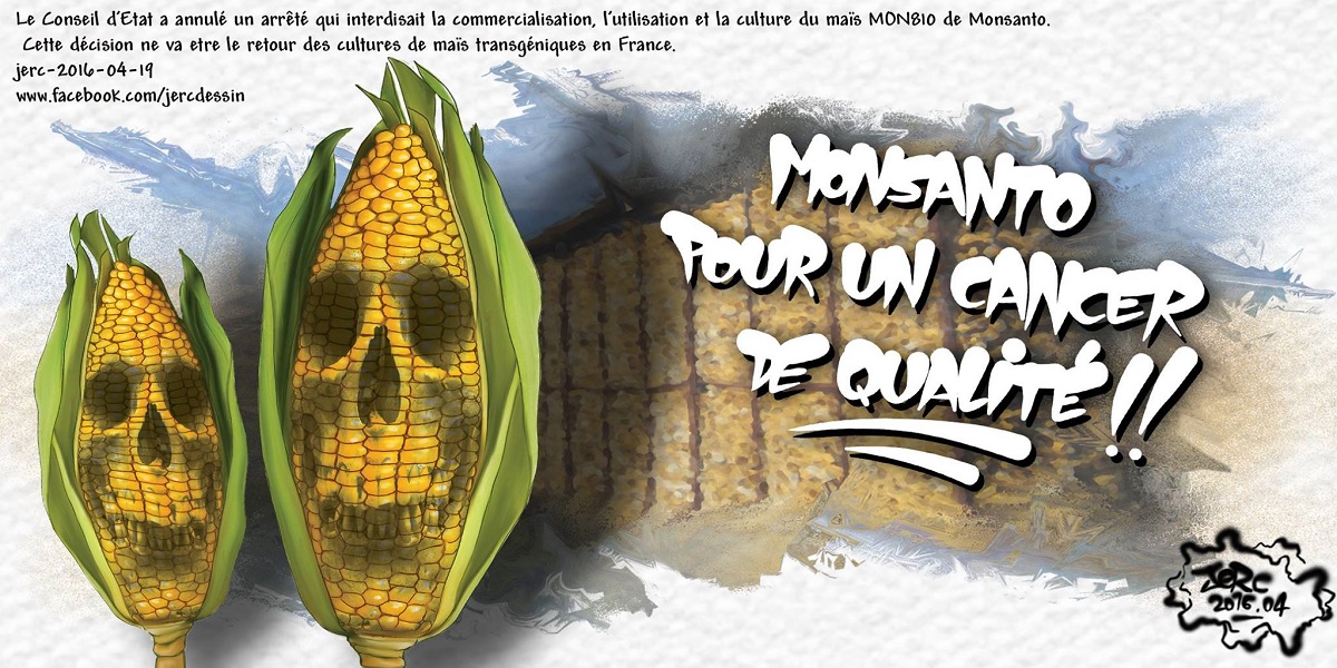 Grâce au Conseil d'Etat, Monsanto va pouvoir planter son maïs mortel
