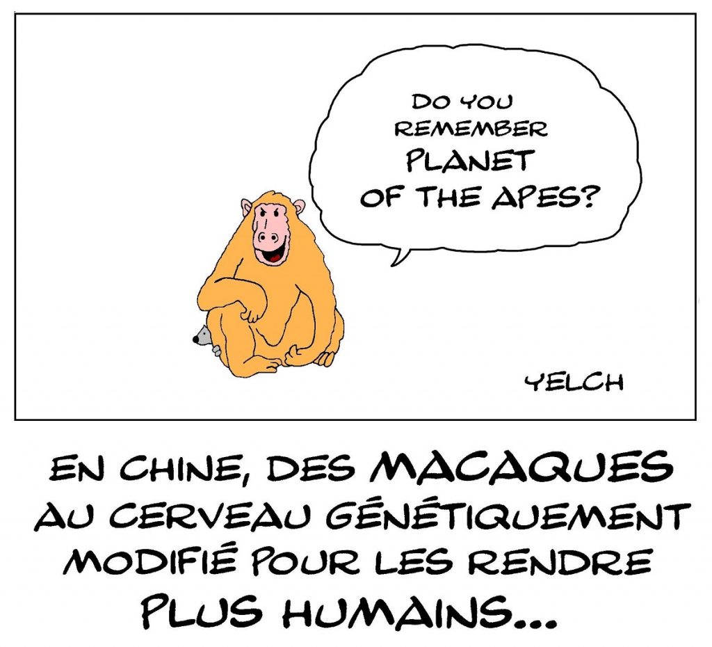 dessin de Yelch sur les expériences chinoises d’amélioration du cerveau des macaques par la génétique