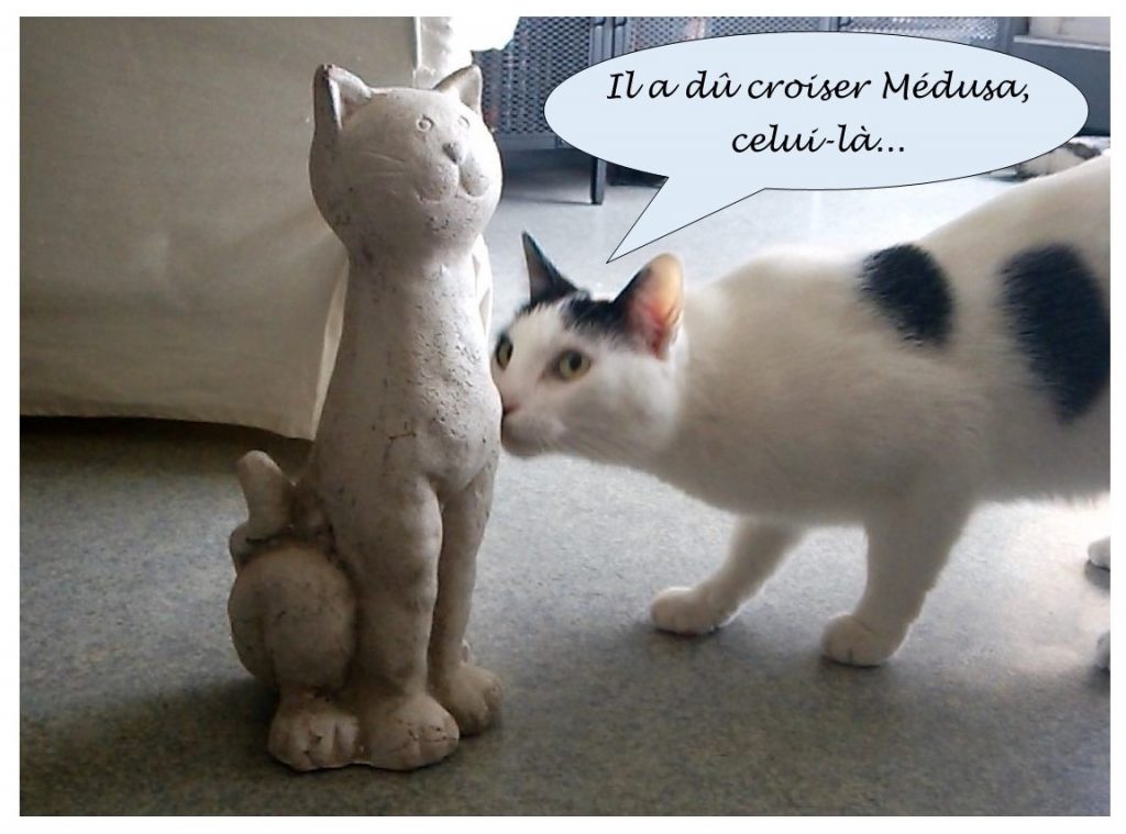 image drôle de Virus le chat croisant une statue de chat