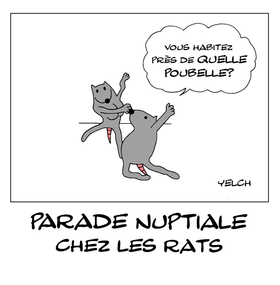 dessin de Yelch sur la parade nuptiale chez les rats
