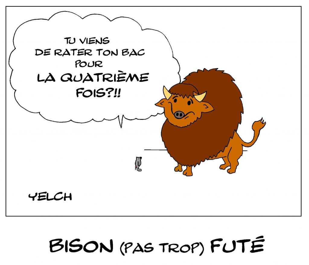 dessin de Yelch sur les bisons pas trop futés