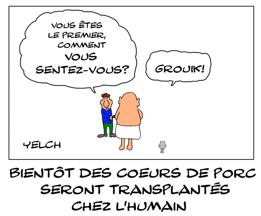 dessin de Yelch sur l’utilisation de cœur de porcs pour les transplantations cardiaques