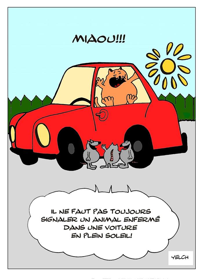 dessin de Yelch sur l’abandon des animaux dans les voitures au soleil