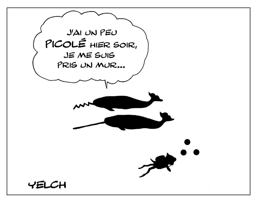 dessin de Yelch sur les narvals