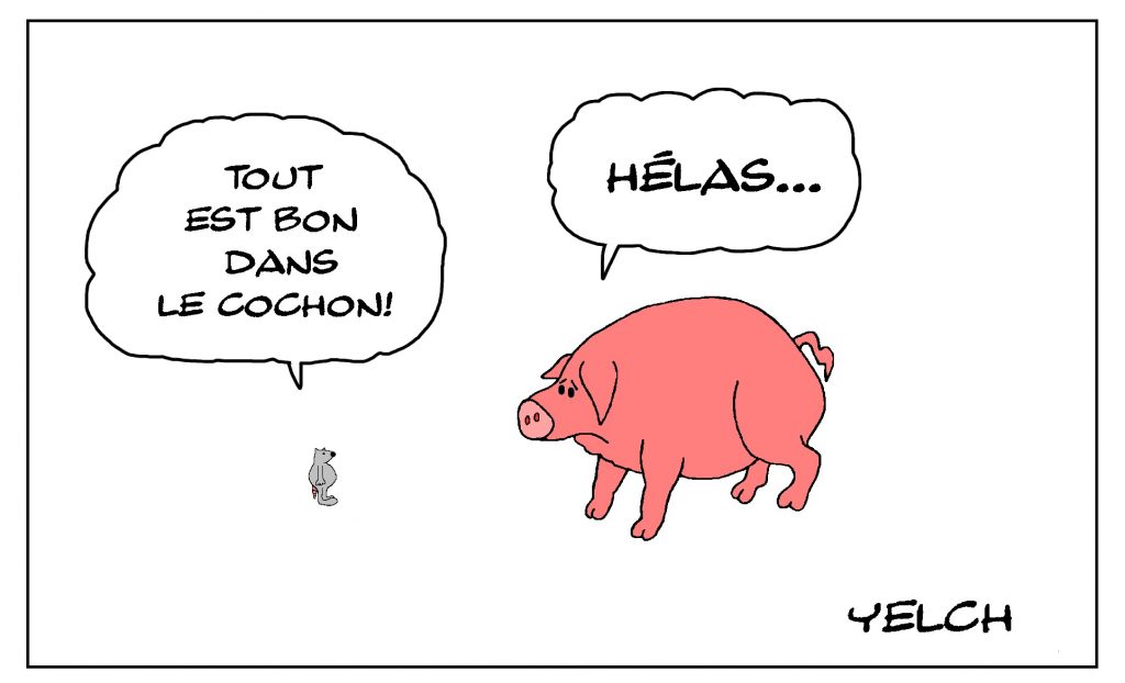 dessin de Yelch sur l’utilisation du cochon dans l’alimentation humaine