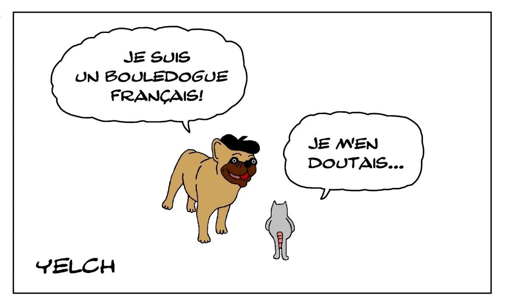 dessin de Yelch sur les bouledogues français