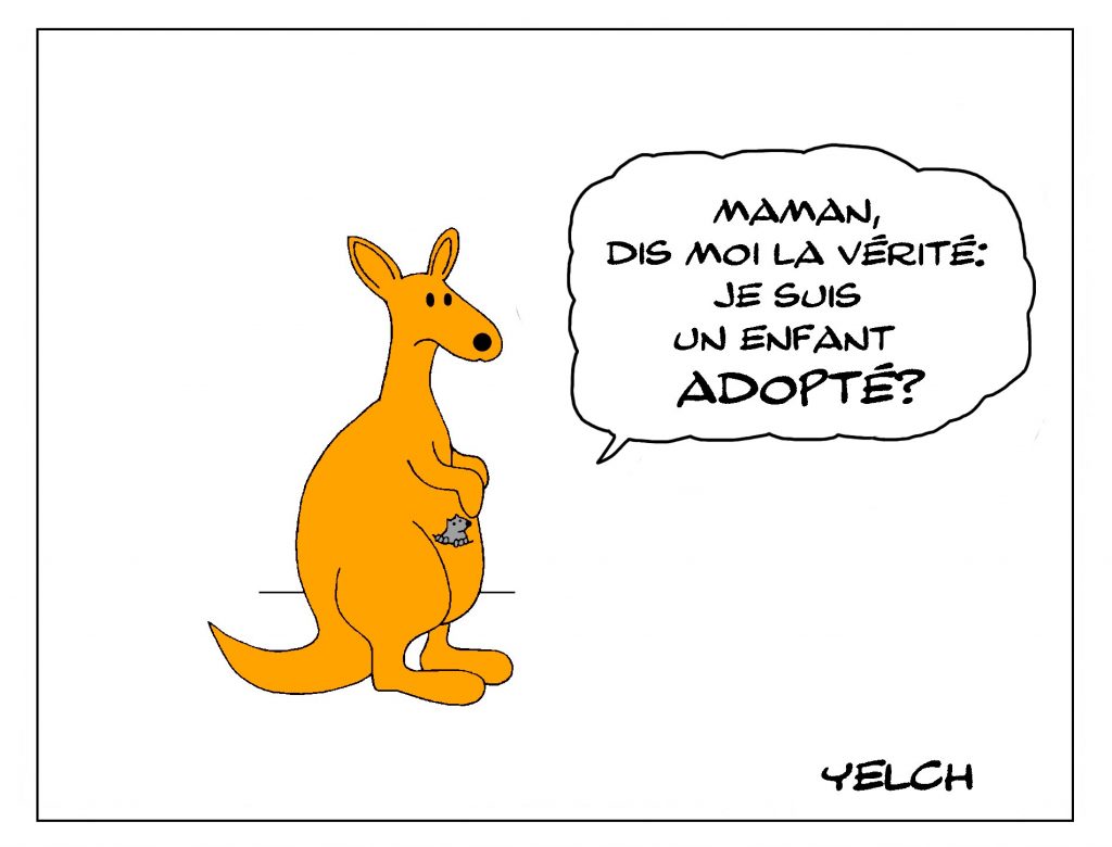 dessin de Yelch sur les kangourous et l’adoption