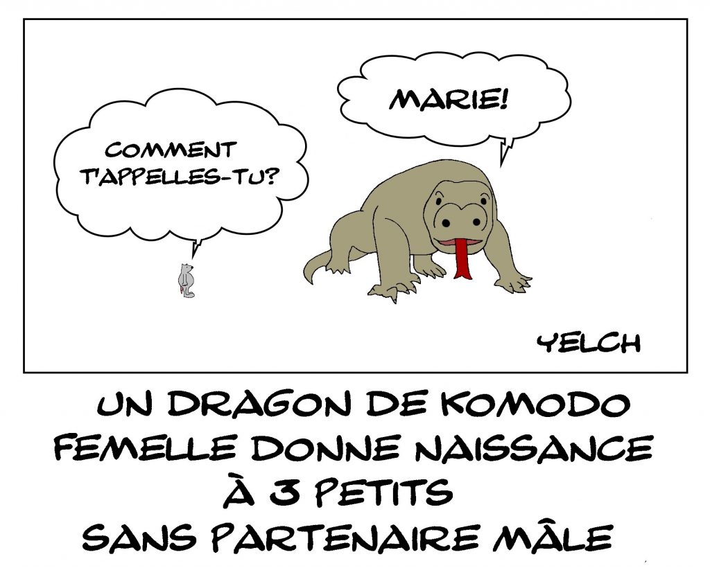 dessin de Yelch sur la parthénogenèse chez les Dragons de Komodo