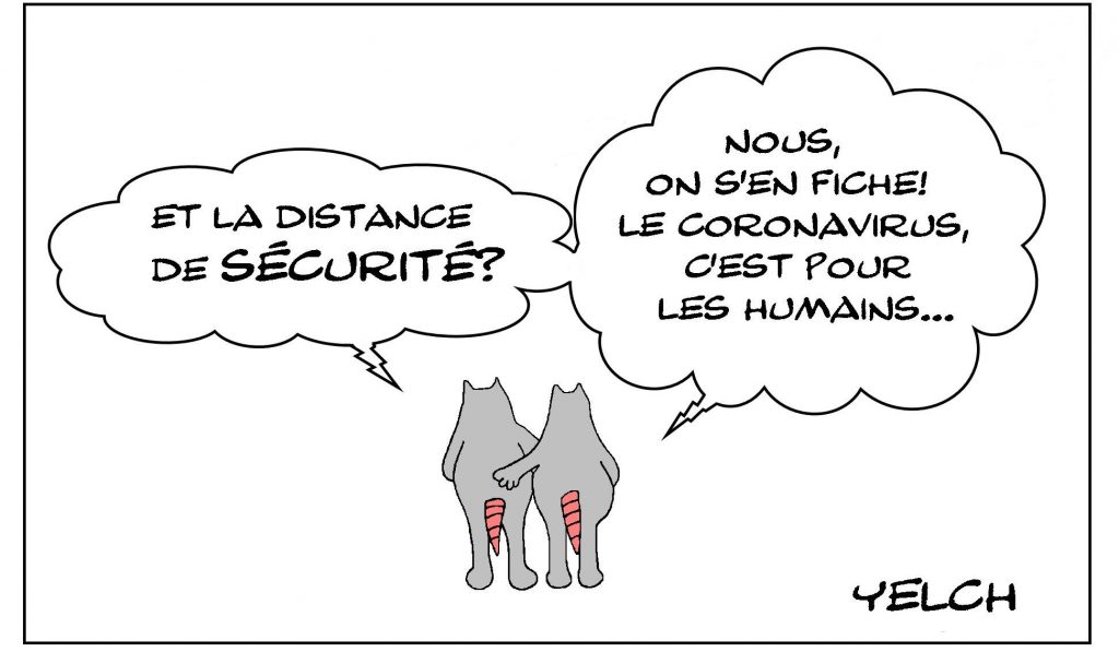dessin de Yelch sur l’épidémie de coronavirus Covid-19, les rats et les distances de sécurité
