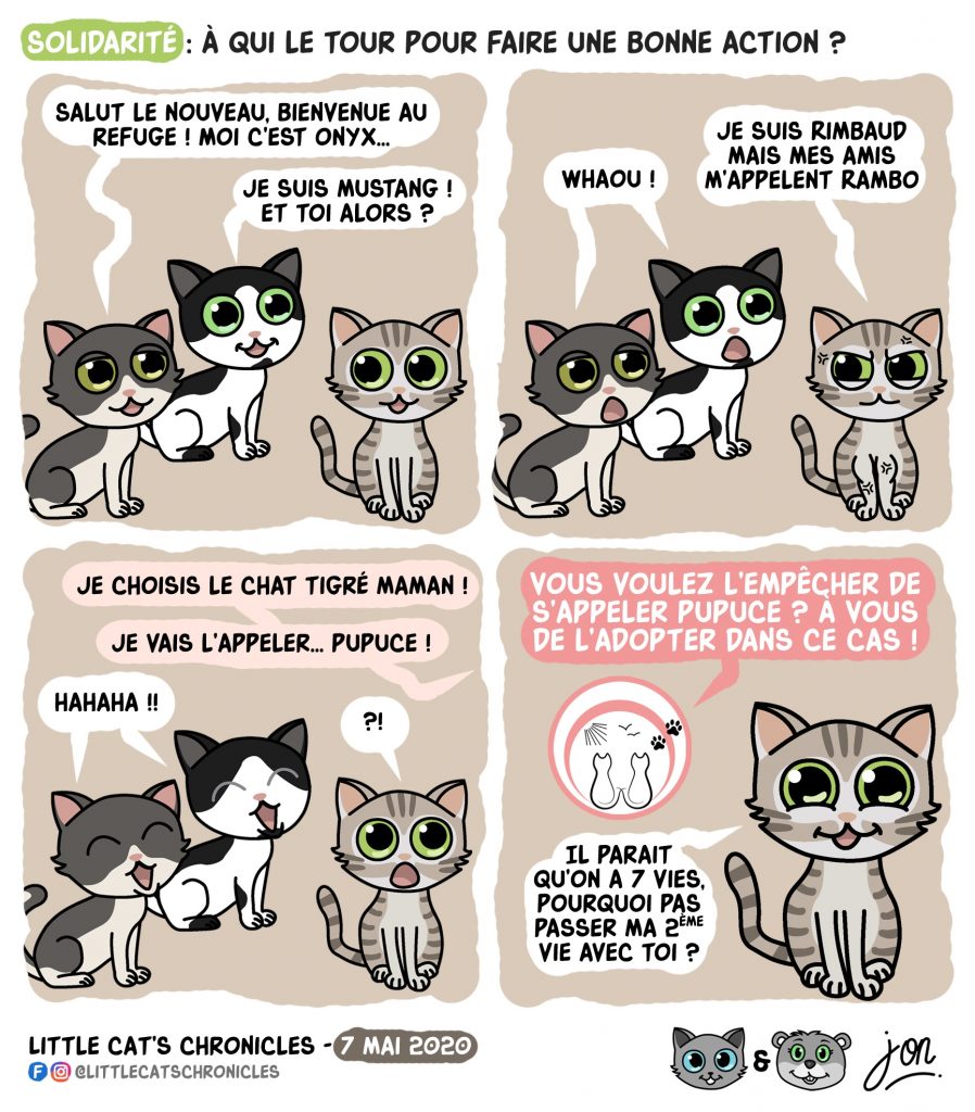 dessin humoristique des Little Cat’s Chronicles sur l’adoption et le refuge Les Amis Des Chats Libres