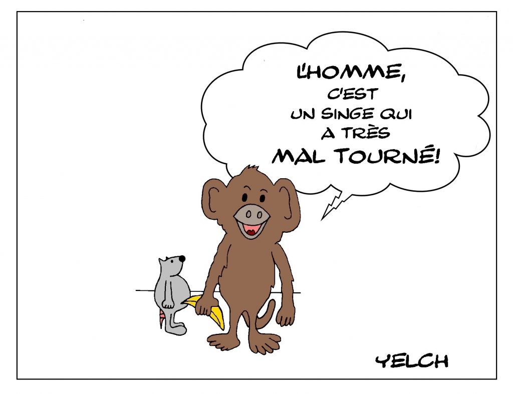 dessin de Yelch sur les singes et l’évolution de l’homme