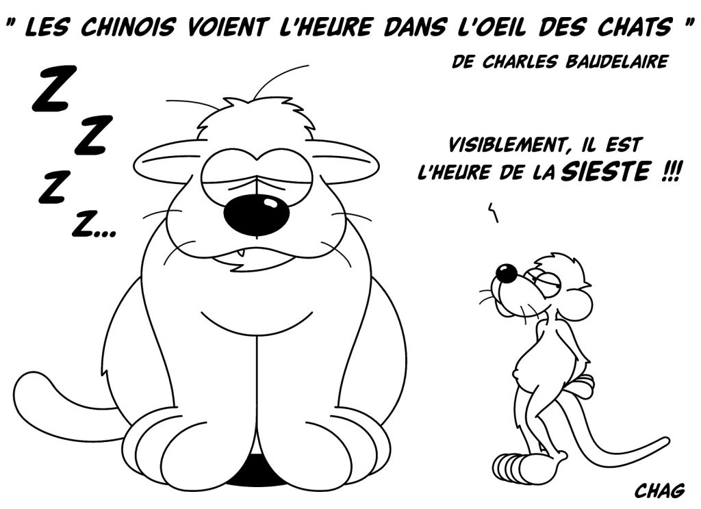 dessin humour chats image humoristique drôle sieste