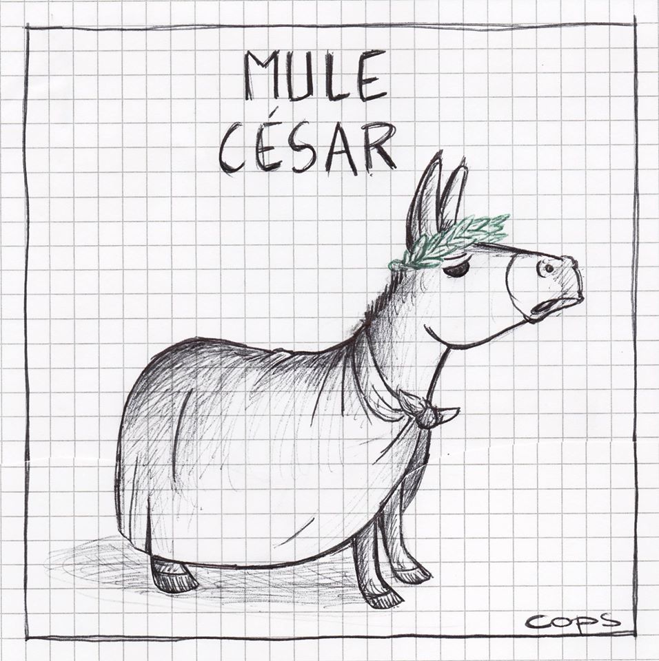 gag image drôle mule César dessin blague humour Jules César