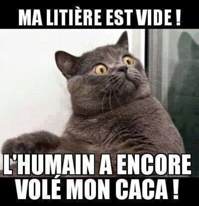 dessin humour chat litière image drôle humain vol caca