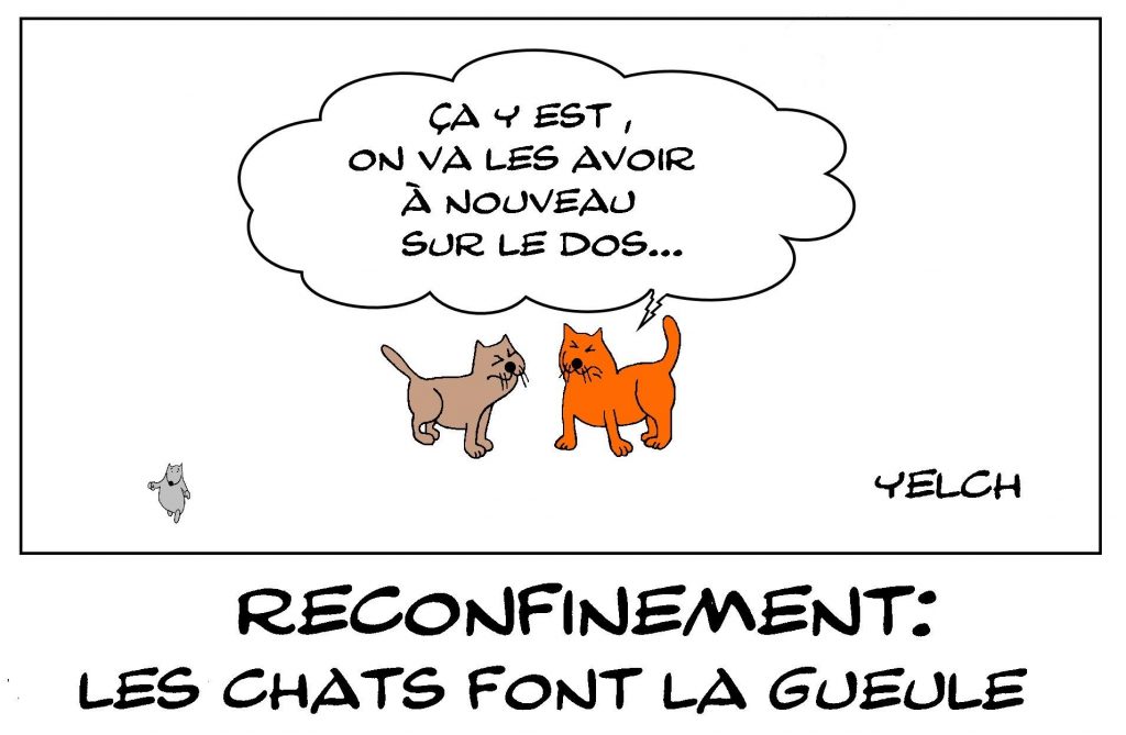 dessins humour coronavirus confinement image drôle chats reconfinement