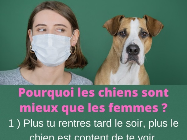 humour, blague sur les chiens, blague sur les animaux, blague sur les préférences, blague sur les comparaisons, blague sur les nanas, blague sur les cabots