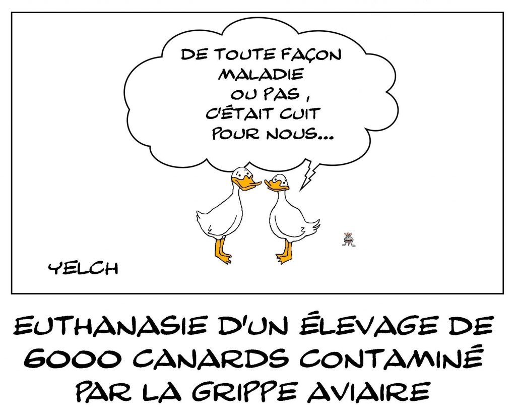 dessins humour élevage canards image drôle grippe aviaire