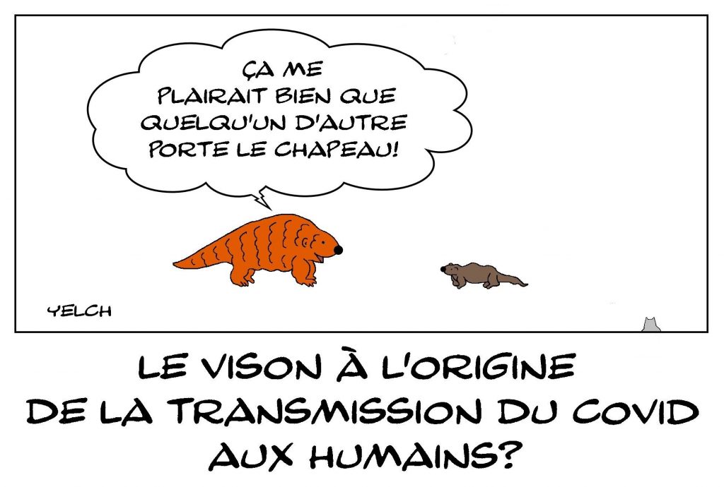 dessins humour coronavirus covid-19 image drôle origine vison