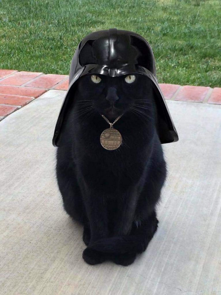 dessin humour chat noir image drôle Dark Vador