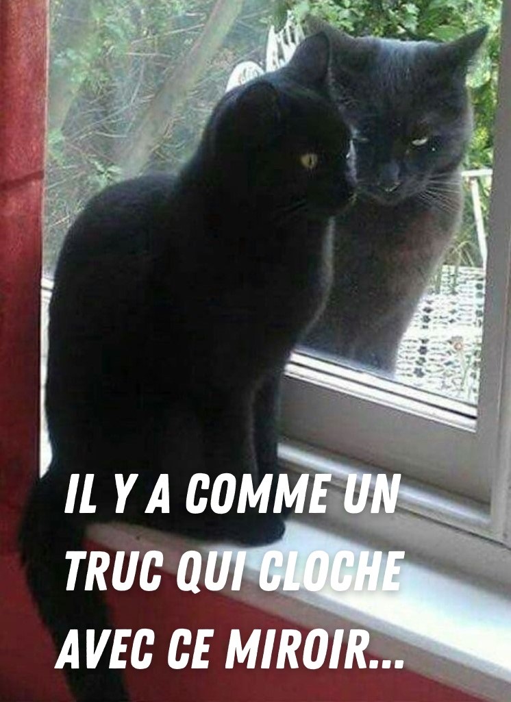 dessin humour chats noirs image drôle miroir fenêtre