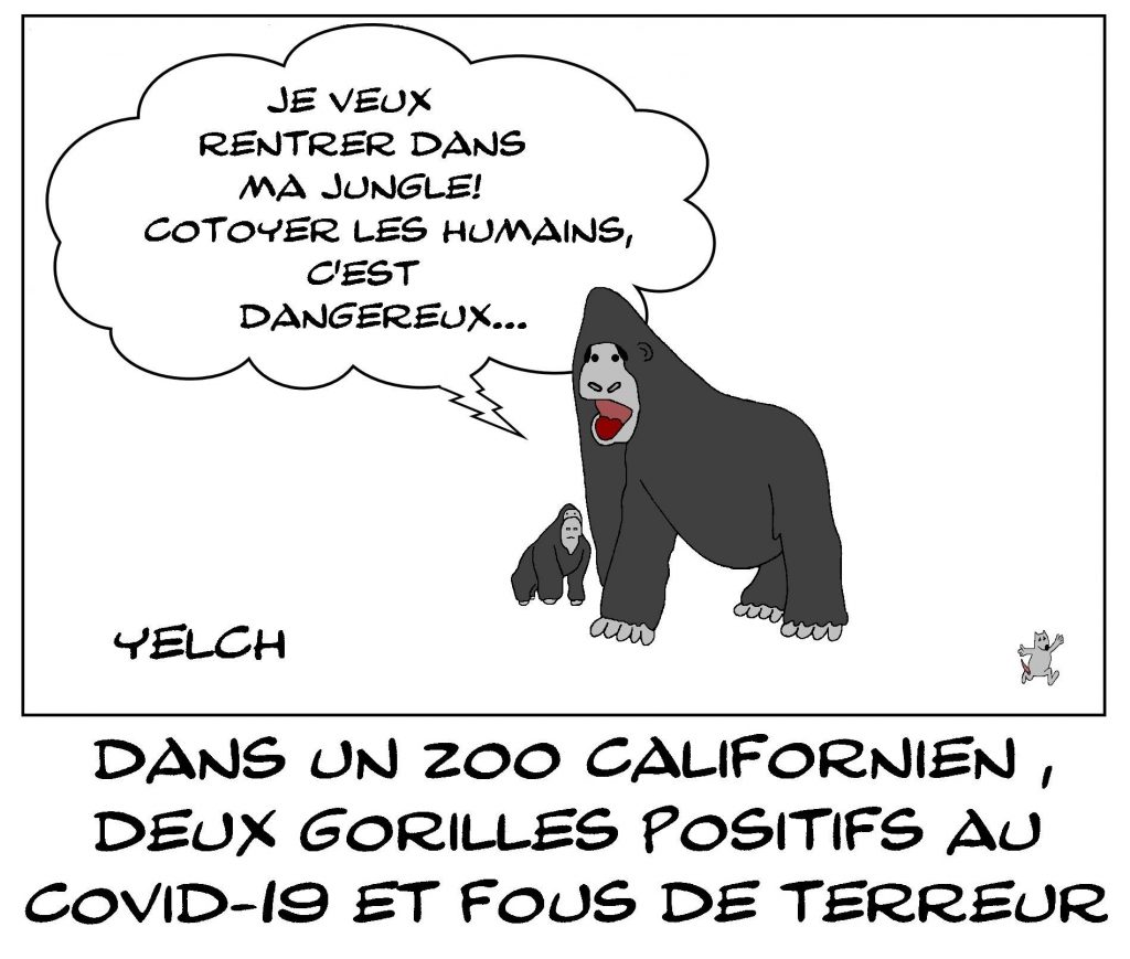 dessins humour coronavirus covid-19 image drôle gorilles positifs zoo Californie
