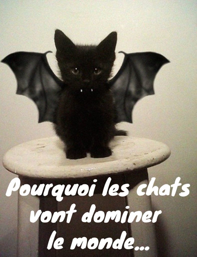 dessin humour chat vampire image drôle Dracula Dracuchat