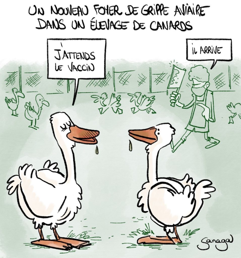 dessin presse humour coronavirus covid-19 image drôle grippe aviaire vaccin élevage canards
