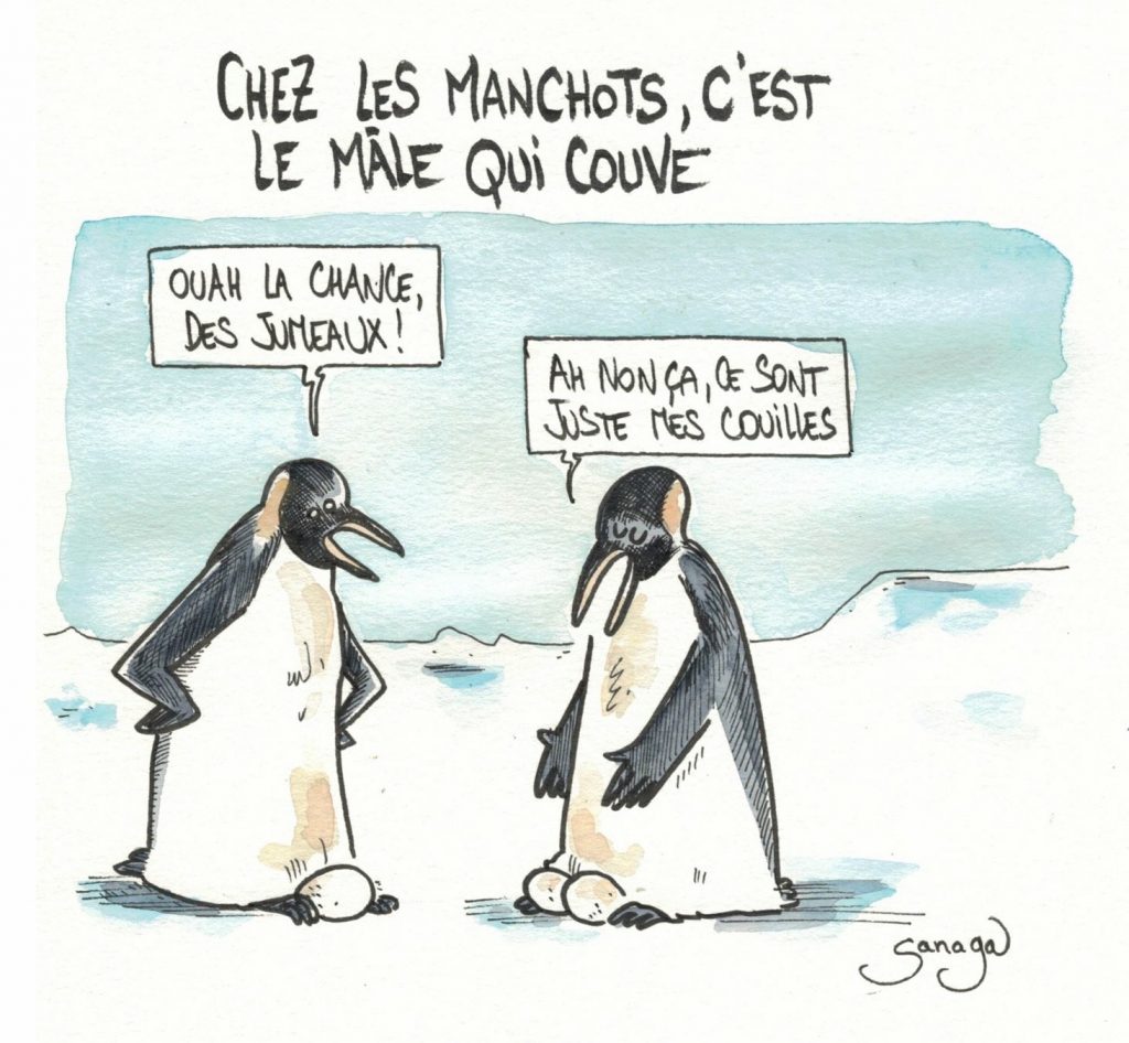 dessin presse humour manchots couvaison image drôle mâles couilles