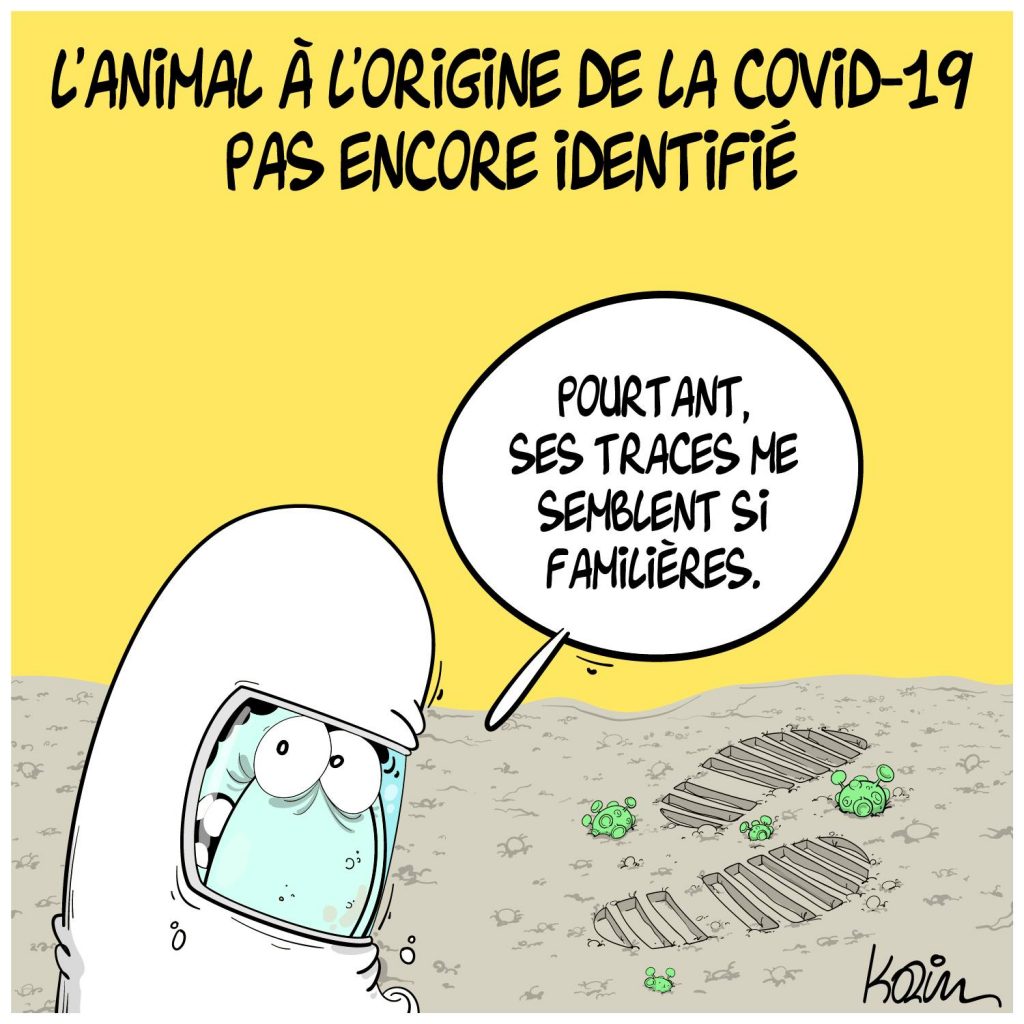 dessin presse humour coronavirus covid-19 image drôle origine animal identification