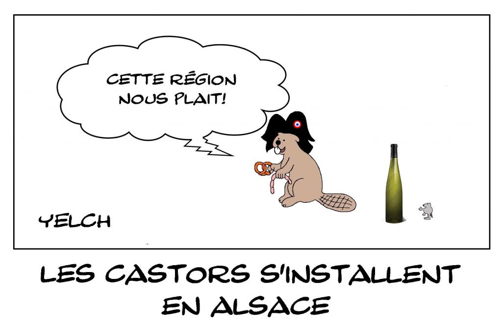 dessins humour installation Alsace image drôle castors