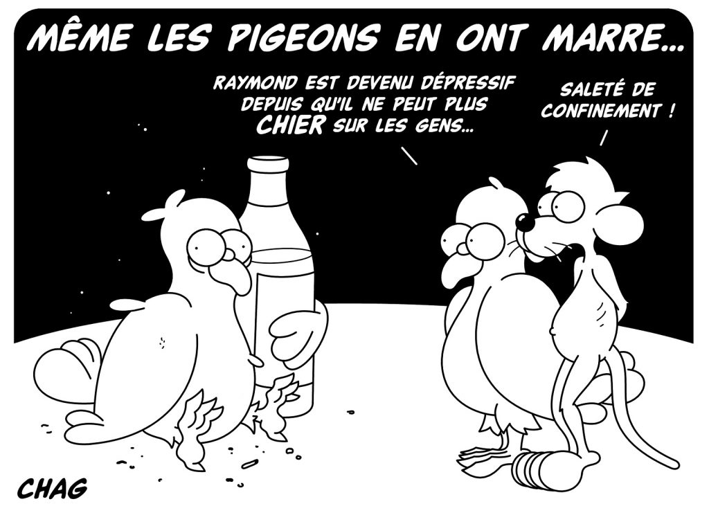dessin humoristique coronavirus confinement image drôle ras-le-bol pigeons