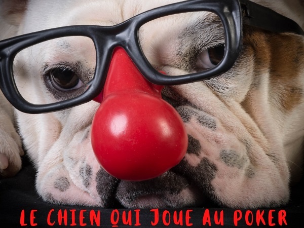 humour, blague gars, blague bar, blague poker, blague joueur de poker, blague table, blague chien, blague chien savant, blague queue, blague remuer la queue, blague bon jeu, blague bluff, blague animaux