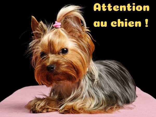 humour, blague écriteau, blague magasin, blague chien, blague avertissement, blague York, blague épicier, blague chien méchant, blague carpette, blague protection