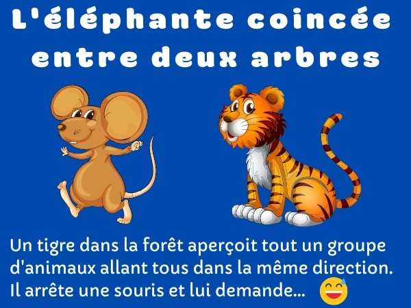 blague éléphant, blague souris, blague tigre, blague sexe, blague animaux, blague baise, humour