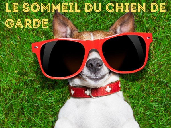 blague animalerie, blague chiens, blague animaux, blague chien de garde, blague petit chien, blague sommeil, blague réveil, blague cambriolage, blague cambrioleur, blague colère, humour canin, humour