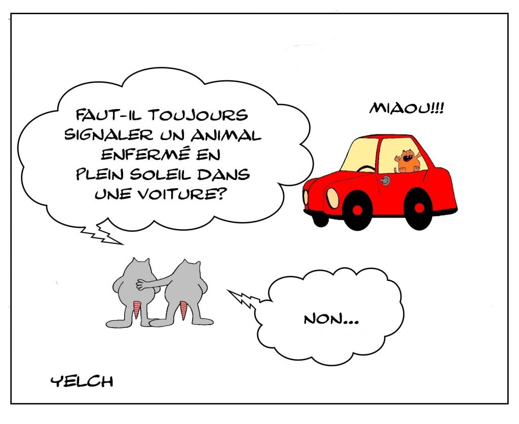 dessins humour animal voiture image drôle signalement enfermement soleil