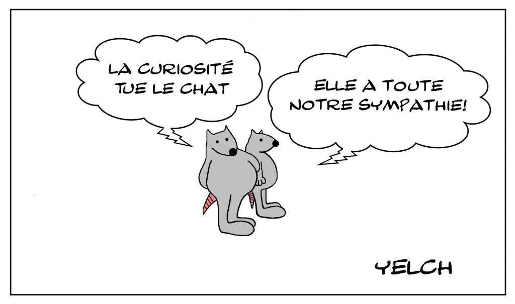 dessins humour proverbe chat image drôle curiosité mort sympathie