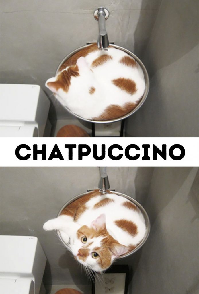 dessin humour chat cappuccino image drôle chatpuccino