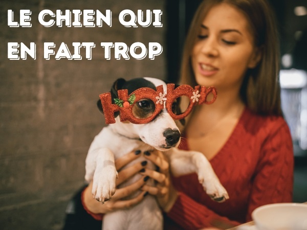 blague chiens, blague dressage, blague gamelle, blague télécommande, blague laisse, blague intelligence, blague balle, humour