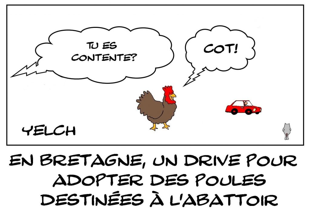 dessins humour Bretagne adoption image drôle poule abattoir