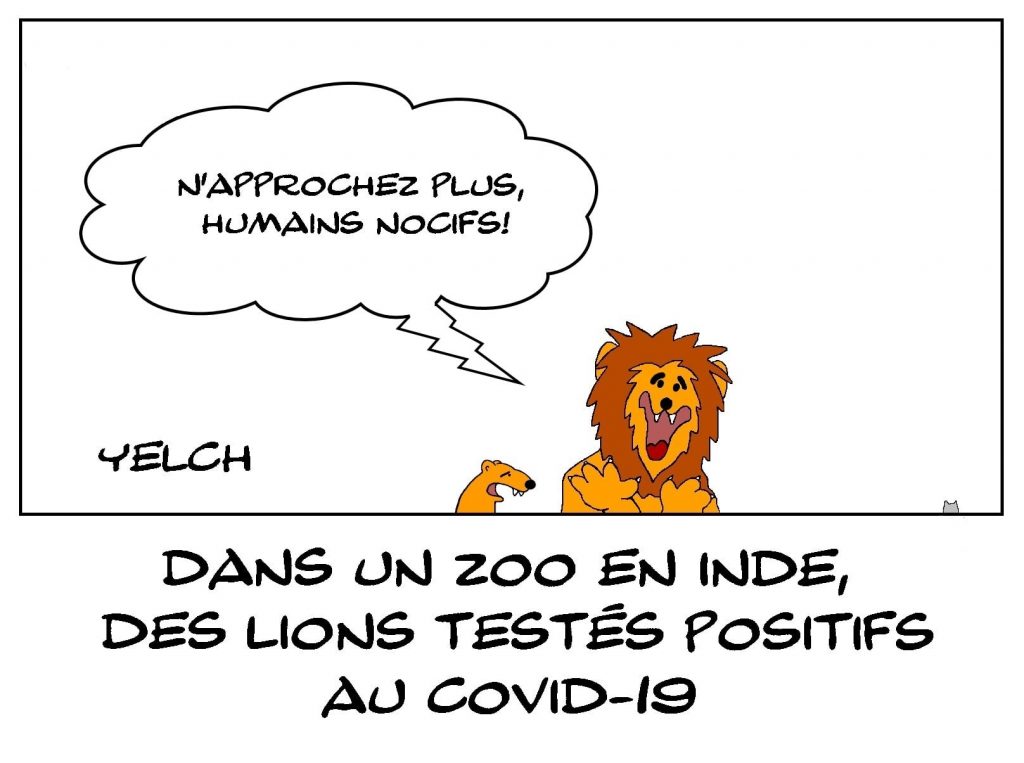 dessins humour coronavirus covid-19 image drôle zoo Inde lions positivité