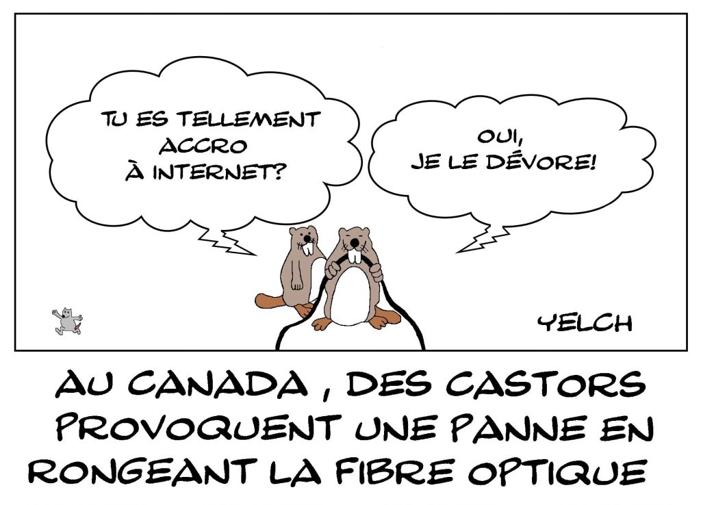 dessins humour Canada Tumbler Ridge panne Internet image drôle castors fibre optique