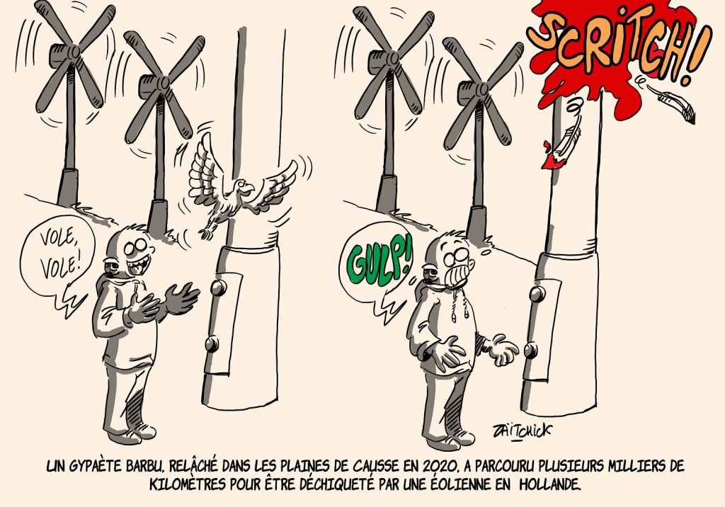 dessin presse humour écologie éolienne image drôle gypaète barbu oiseau mort