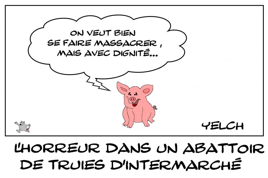 dessins humour association L214 Finistère image drôle abattoir truies Intermarché