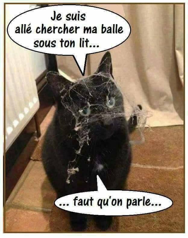 ma balle La-balle-du-chat-sous-le-lit