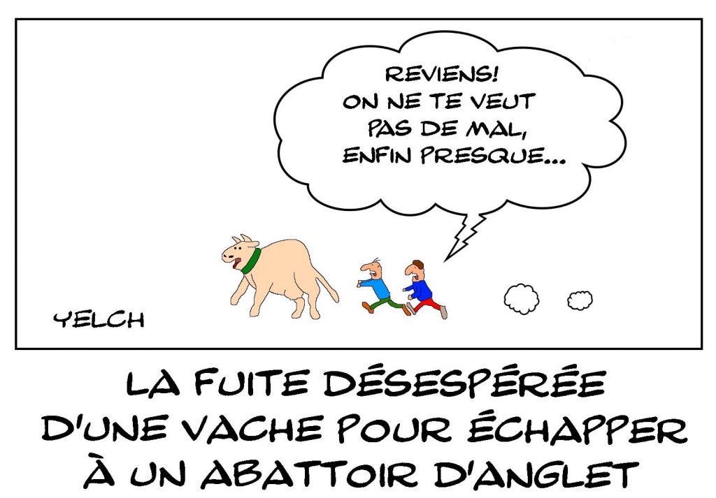 dessins humour fuite vache image drôle abattoir Anglet