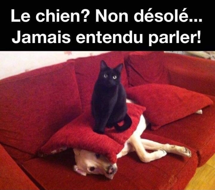 blague chat noir – Blagues et Dessins