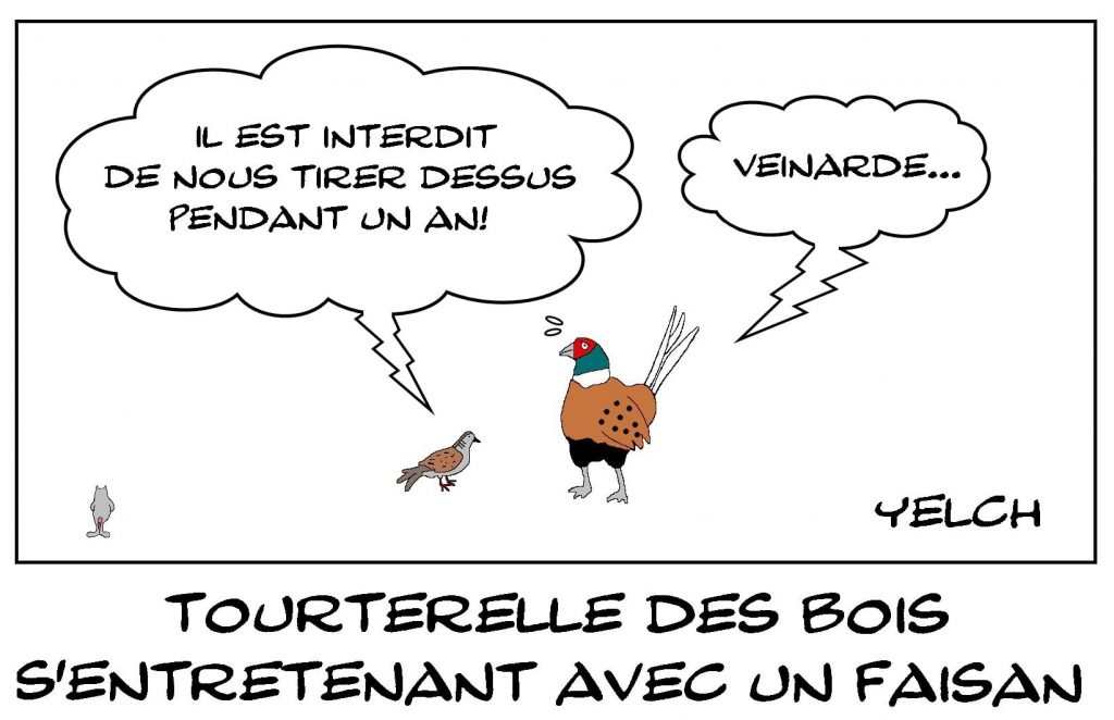 dessins humour interdiction chasse image drôle tourterelle des bois